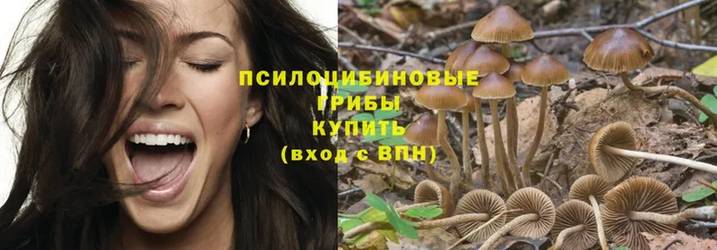 Галлюциногенные грибы Psilocybe  Куровское 